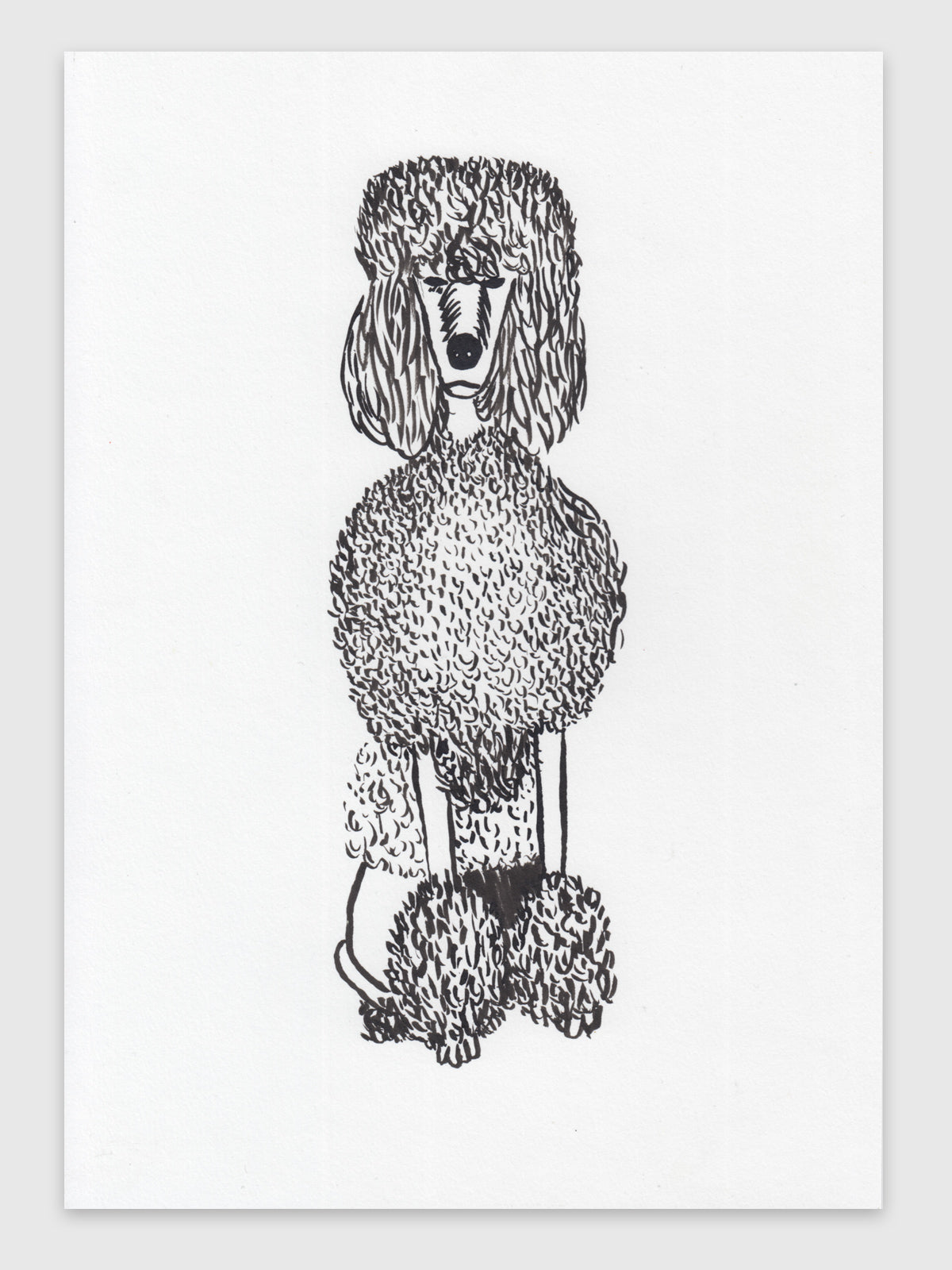Drawing – "Pudel"