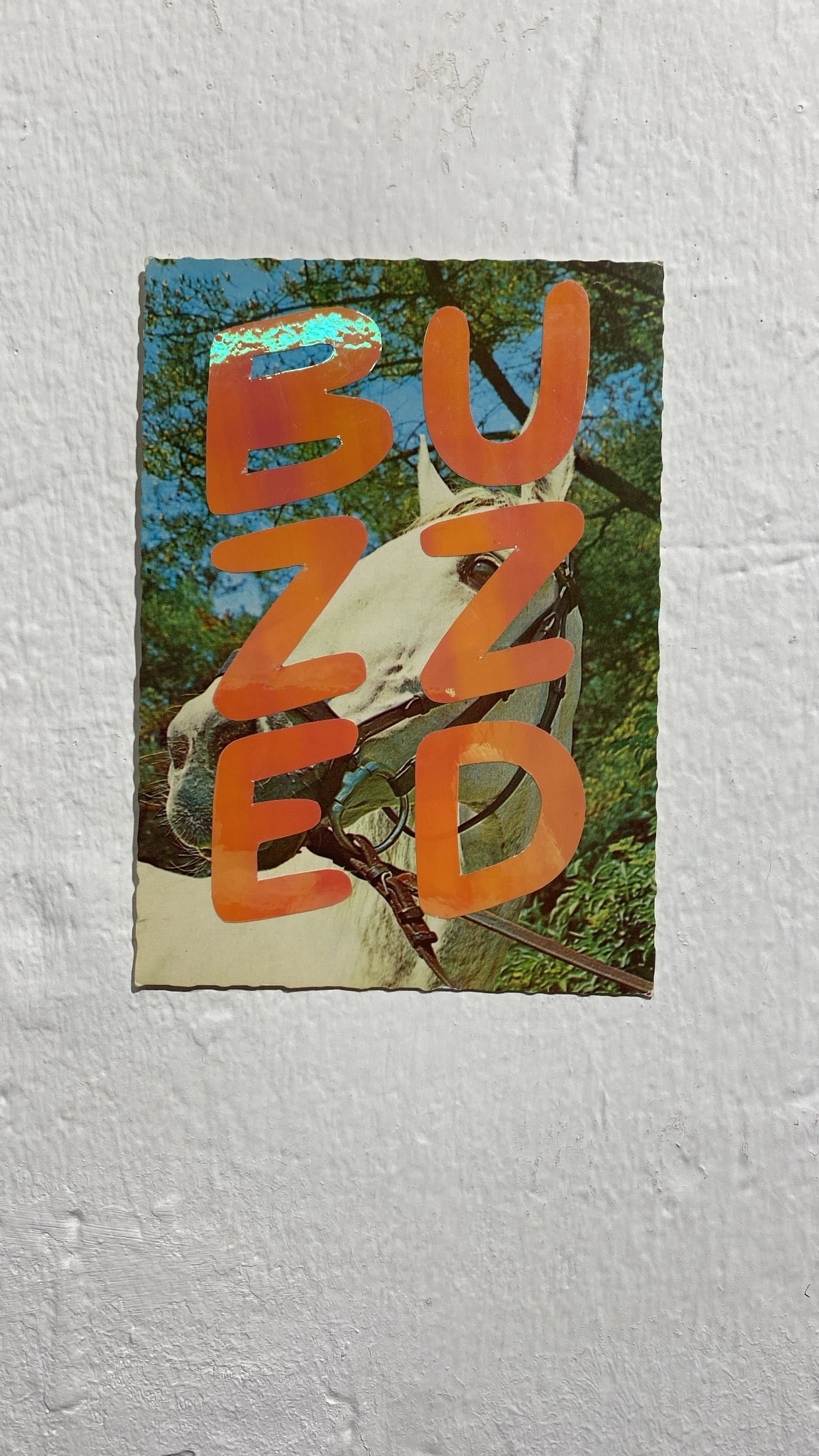 Collage – "Buzzed"