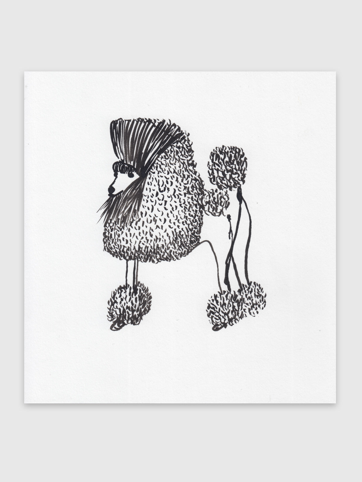 Drawing  – "Zwergpudel"