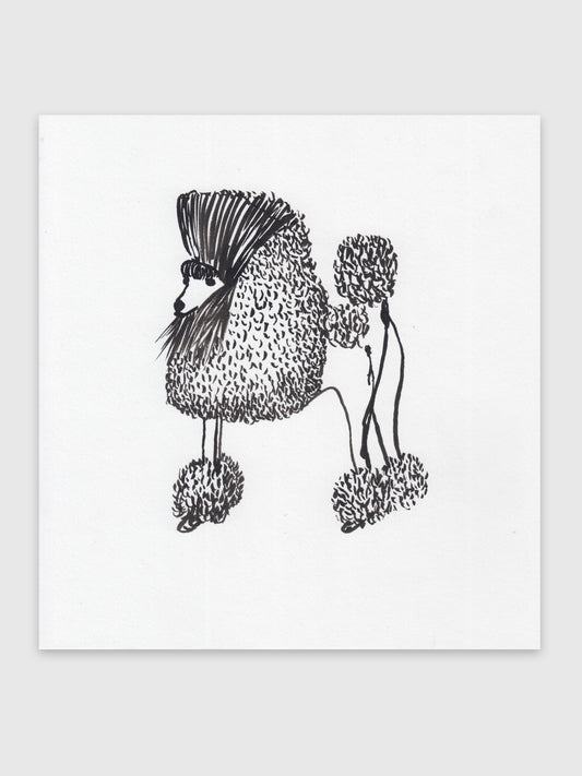 Drawing  – "Zwergpudel"