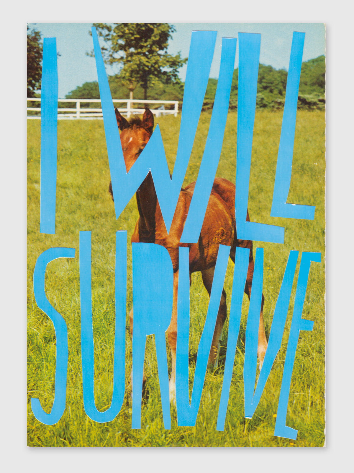 Collage – "I will survive"